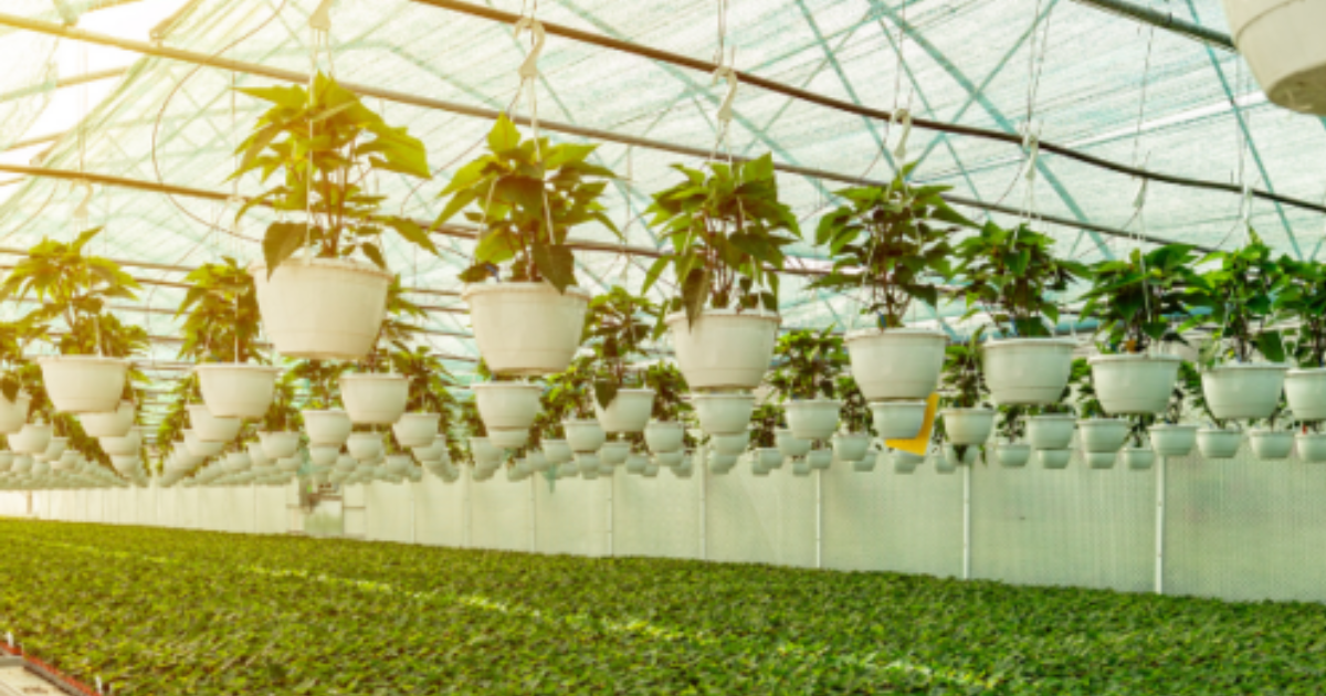 What is UV Resistant Greenhouse Plastic Sheeting?