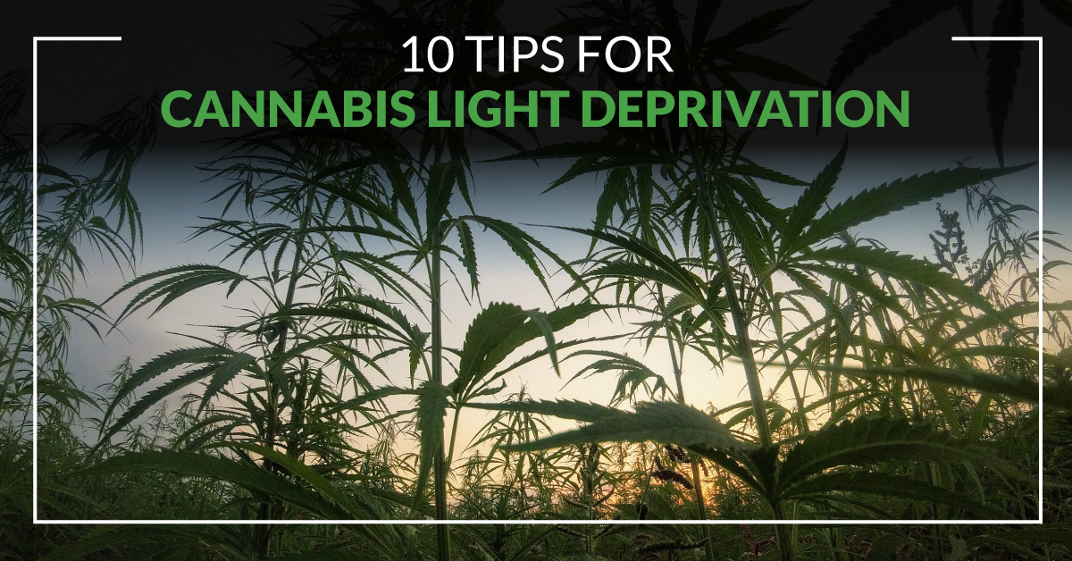 Ten Advanced Tips for Cannabis Light Deprivation