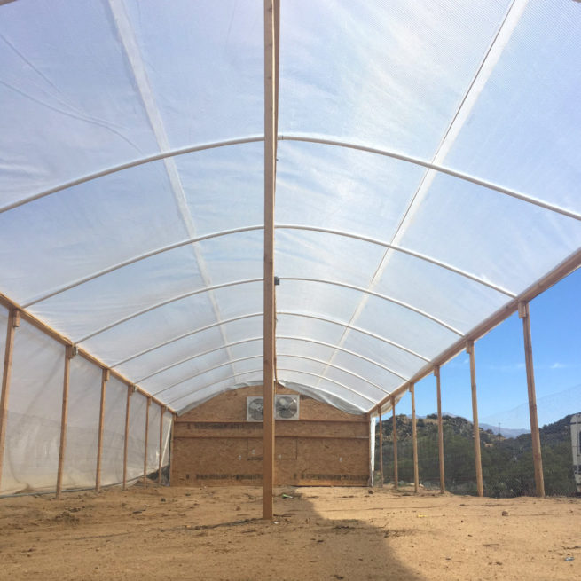 SolaScrim™ 4 Year 10 mil Clear Reinforced Greenhouse Cover - Image 2