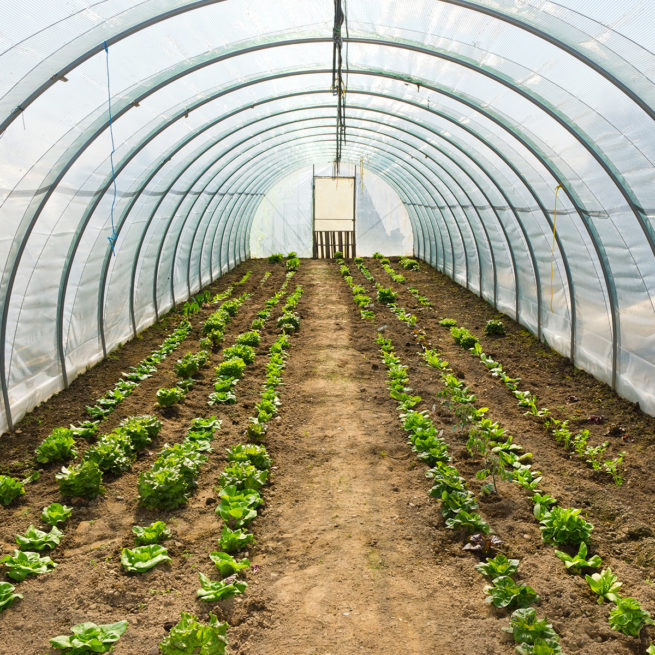 Overwinter Greenhouse Film - Image 3