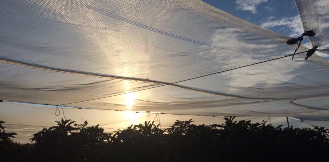 Shade Cloth