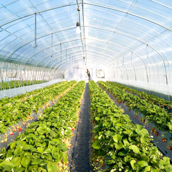Clear Greenhouse Plastic Sheeting - Image 2