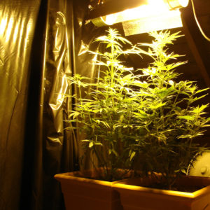 Indoor Grow Room Poly