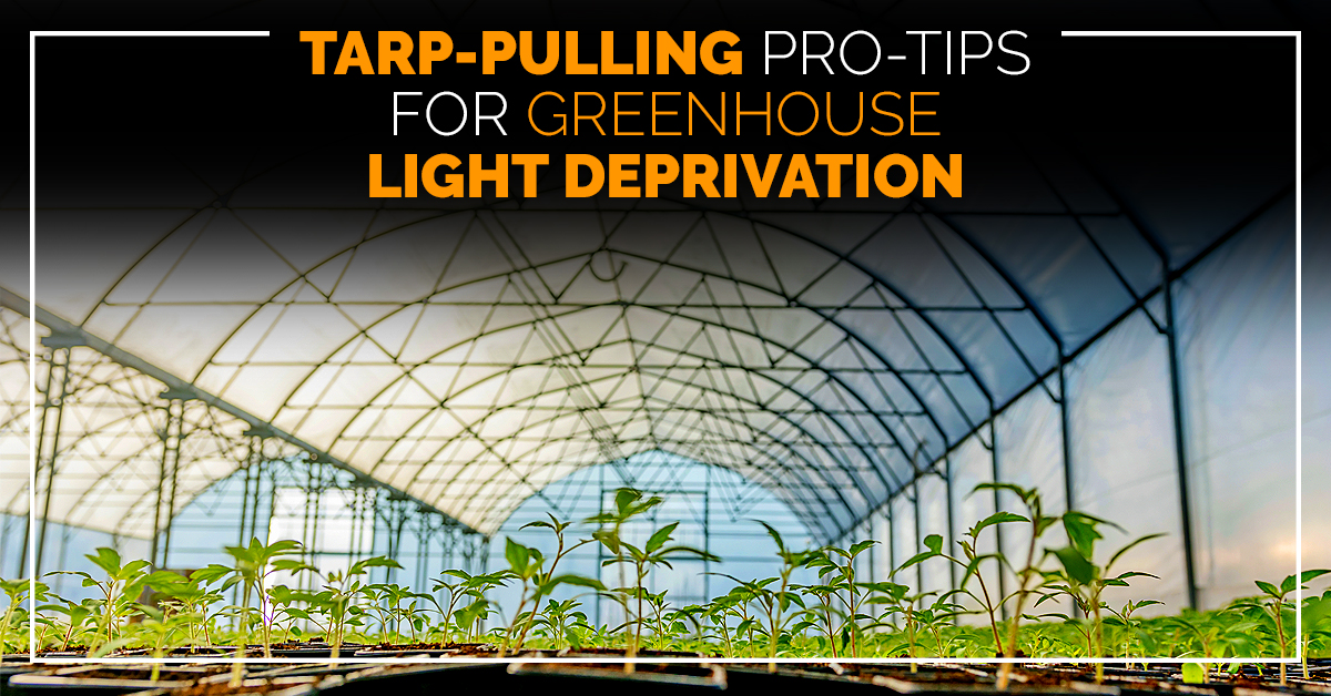 Tarp-Pulling Pro-Tips for Greenhouse Light Deprivation