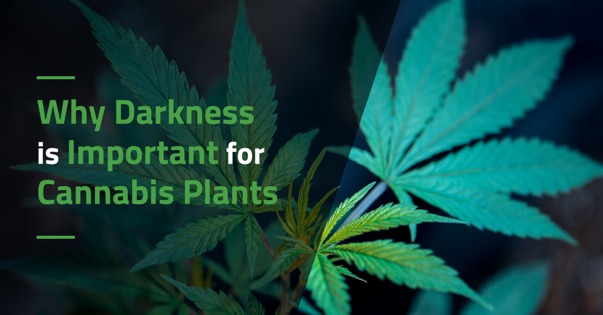 Why Darkness is Important for Cannabis Plants