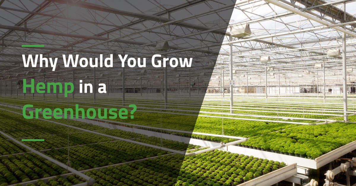 Why Would You Grow Hemp in a Greenhouse?