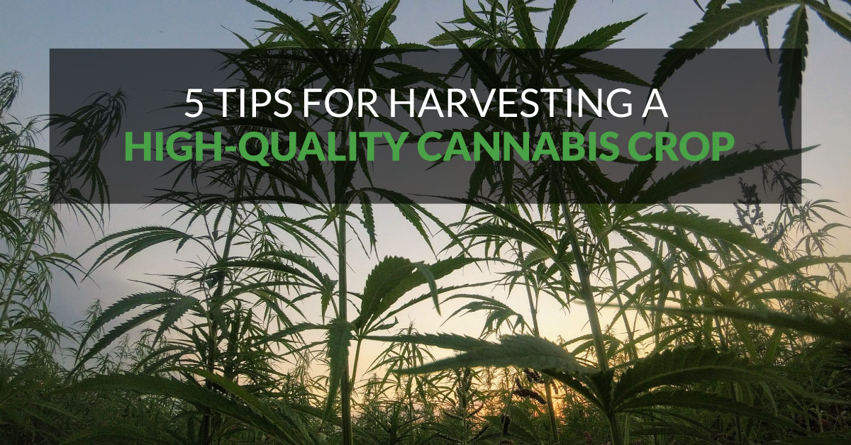 5 Tips for Harvesting a High-Quality Cannabis Crop