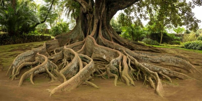 root barrier