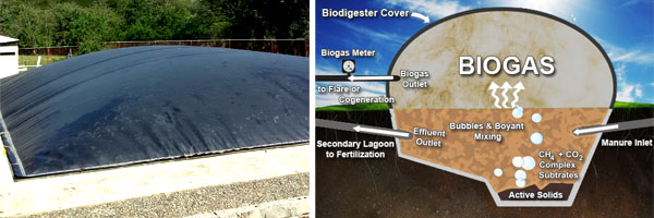Biodigester_inaction