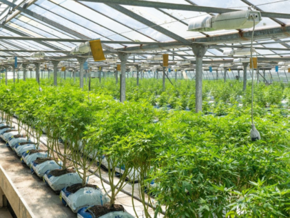 Common Light Deprivation Tarp Mistakes to Avoid