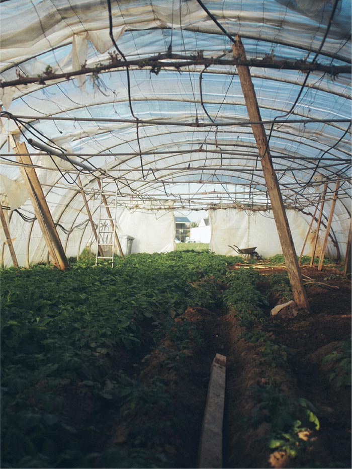 Distributor-Grower-Form-2