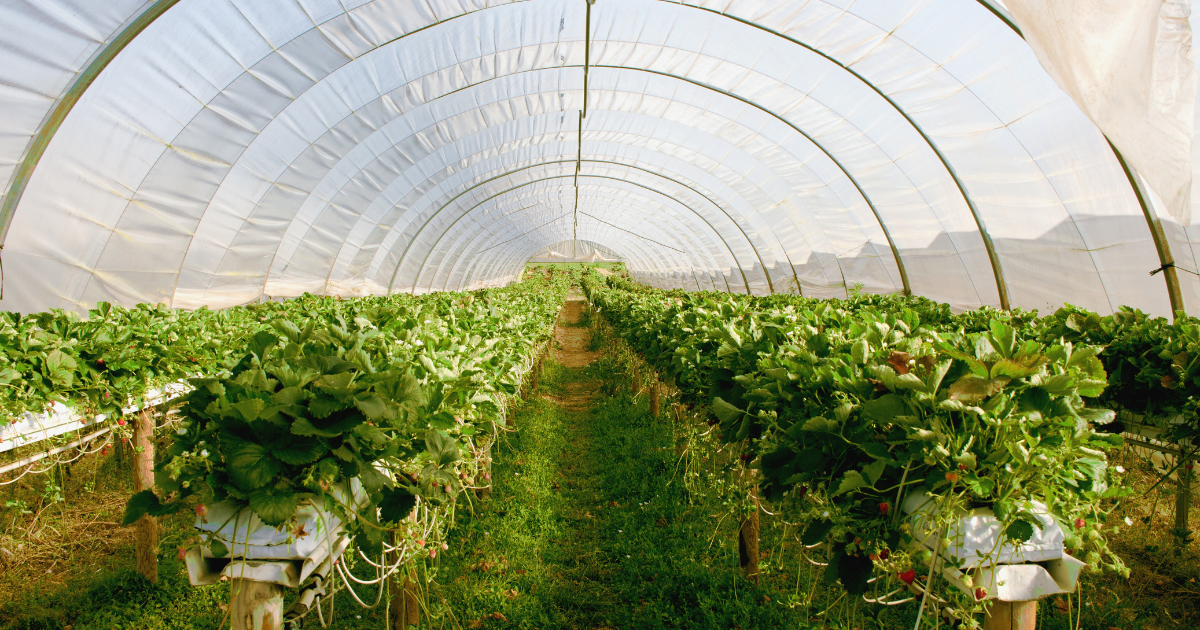 Greenhouse Plastic Sheeting: Which Type Should You Use?