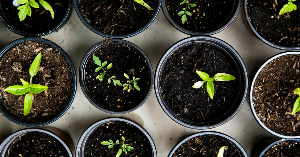 Plants starting to develop before they are replanted in an urban farm.