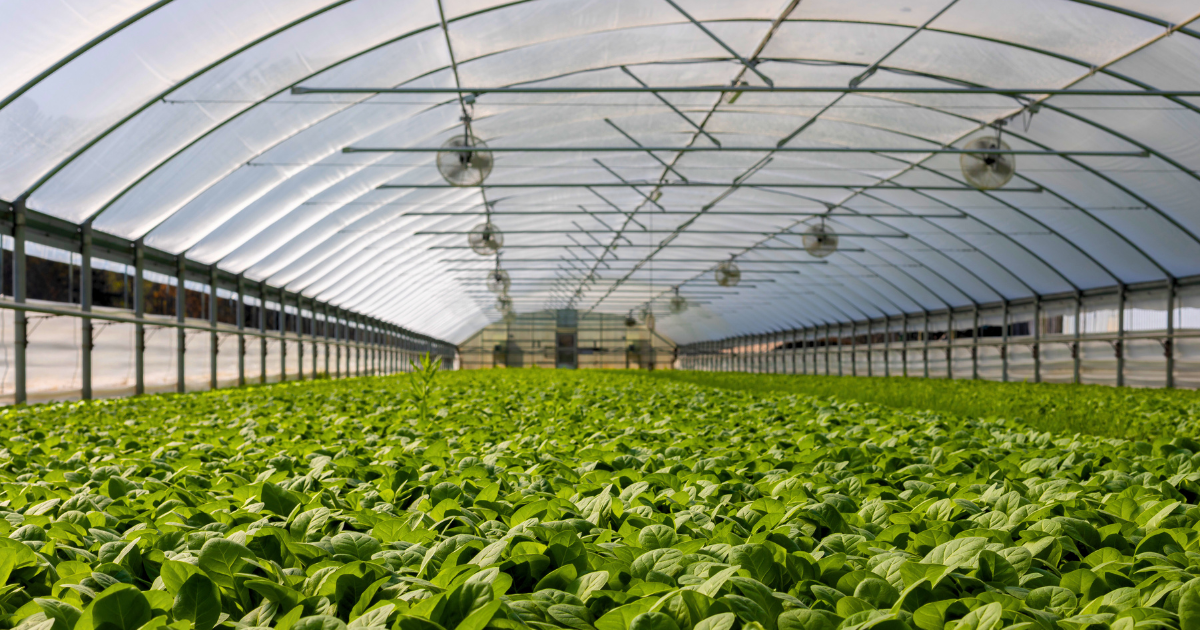 Greenhouse Supplies - Liners & Covers - Americover