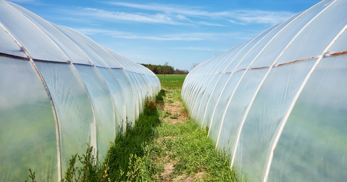 Is Black, White, or Clear Plastic Sheeting Better for Greenhouse Covers?