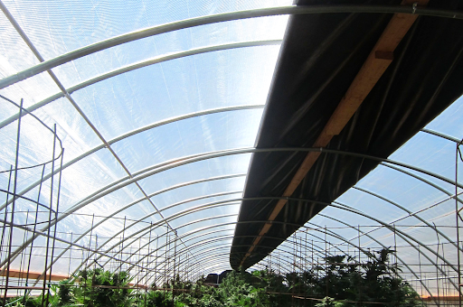 Light deprivation greenhouse growing