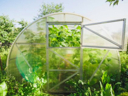 Greenhouse cover thickness is a critical feature of your polyethylene cover, and growers unsure of the thickness they need should consult experienced and knowledgeable professionals.