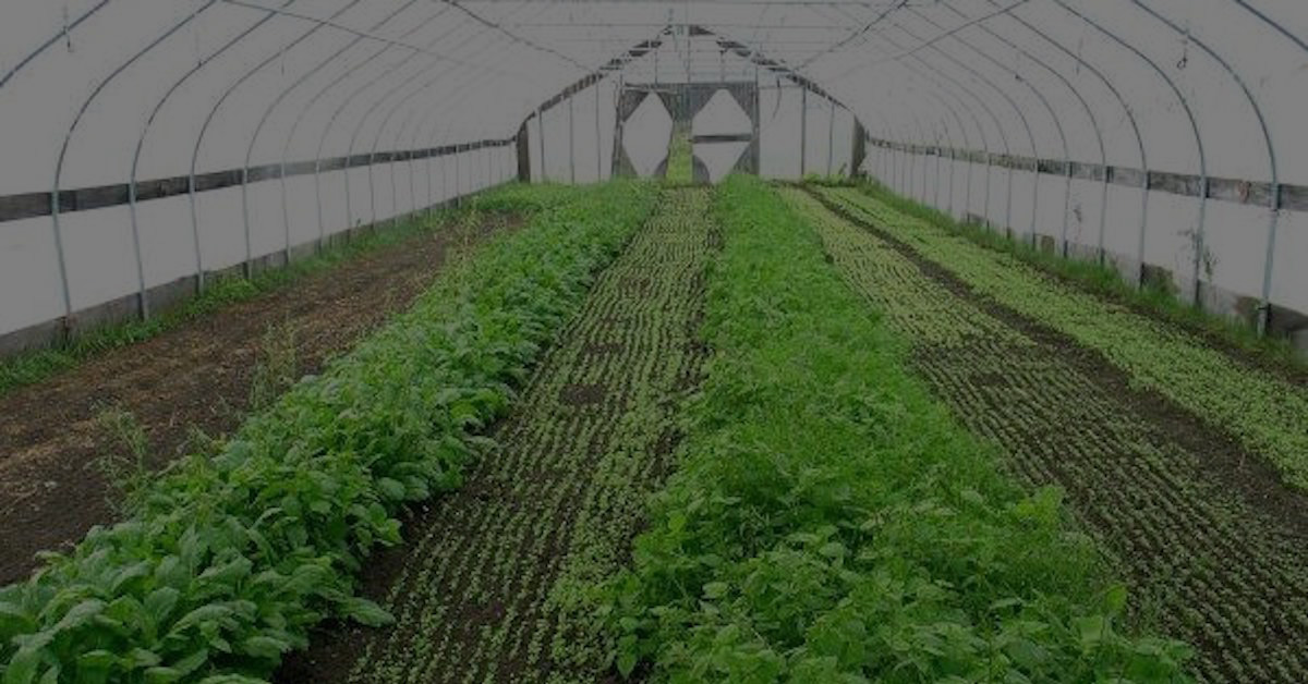 Aquaponics System