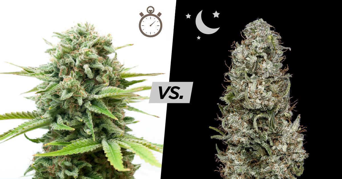 Differences between autoflowering and photoperiod strains