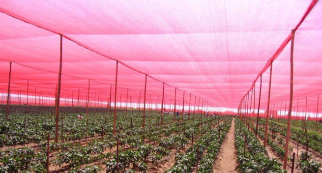 Shade Cloth - Image 14