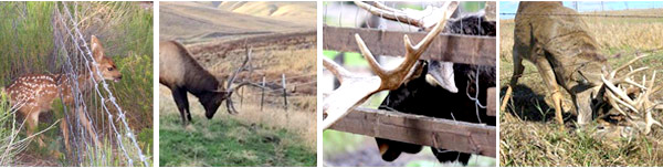 elk farm