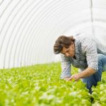 greenhouse cover