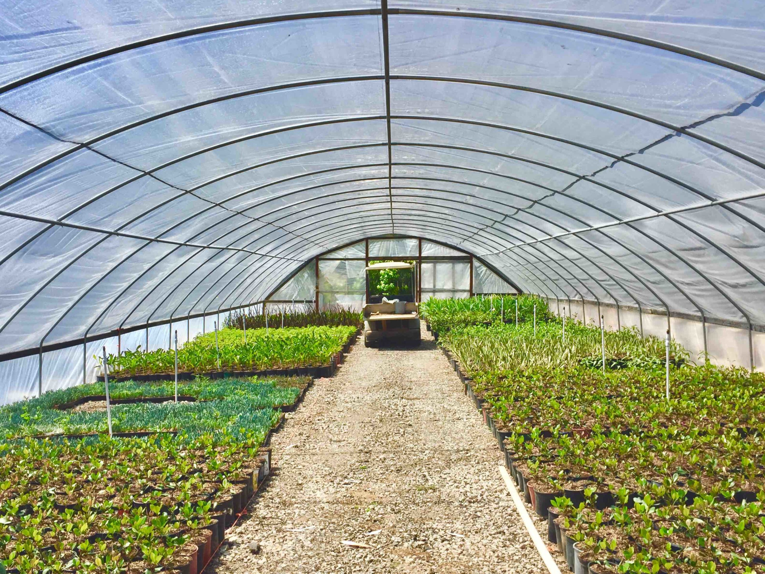 greenhouse plastic sheeting