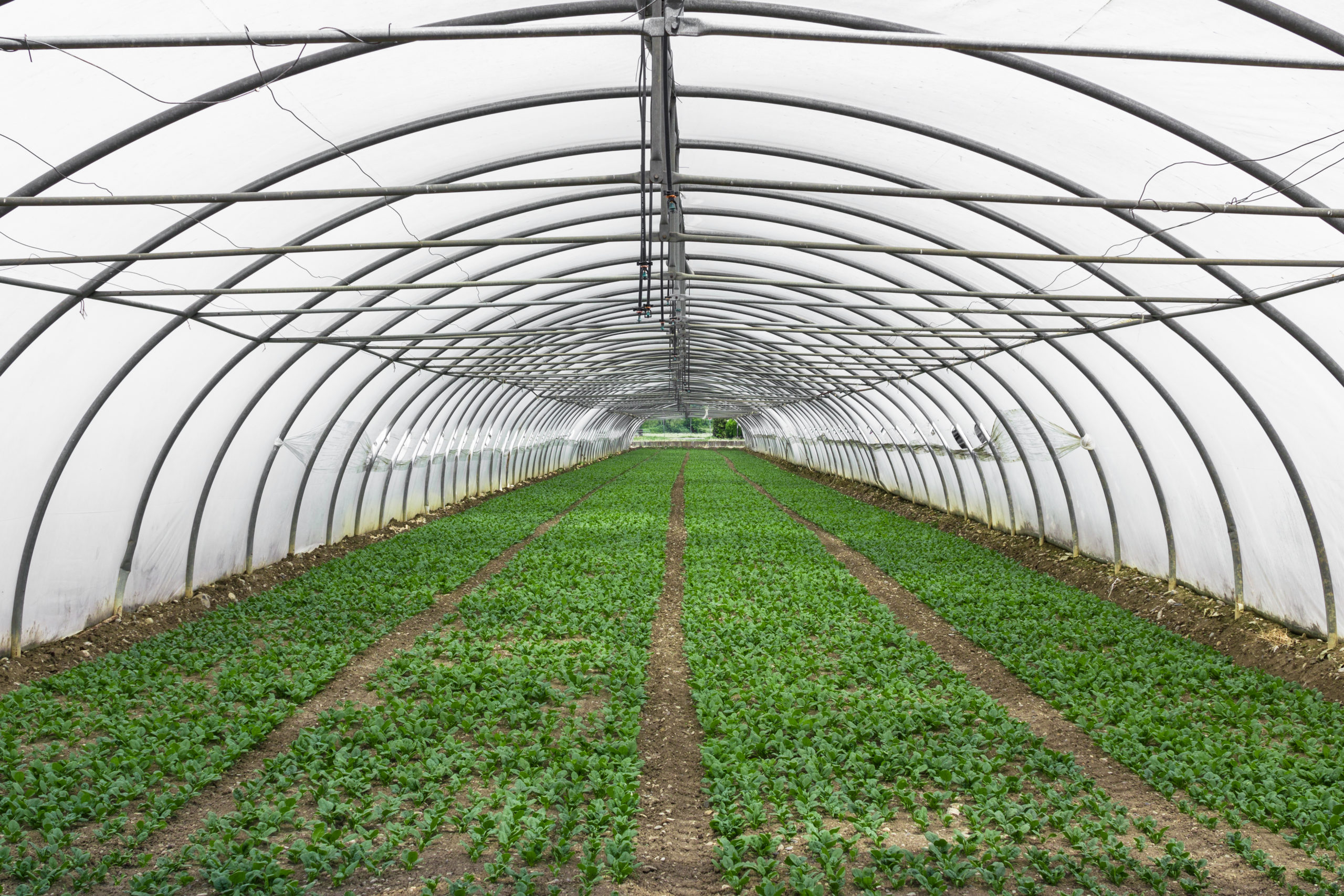 greenhouse covers