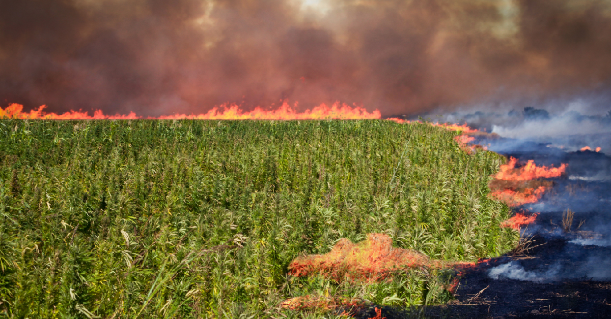 Results of 2017 fire season on cannabis crops