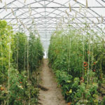 string reinforced plastic sheeting